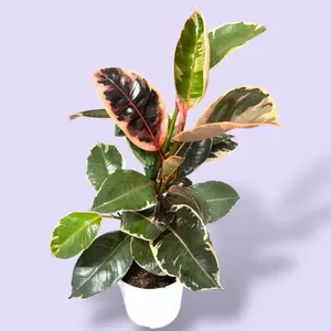 Ficus Ruby 4” - Low Maintenance Colorful House Plant - Not Pet Safe