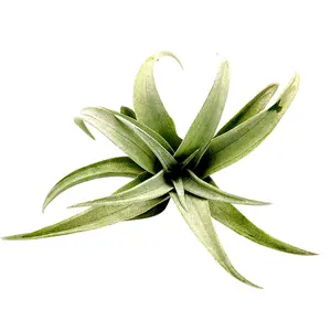 Tillandsia Capitata