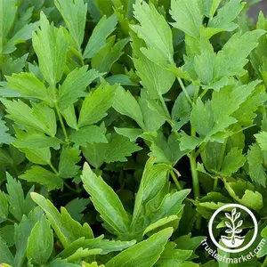 Lovage Seeds