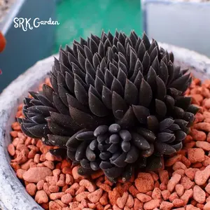 Black Sea Urchin, Sinocrassula Yunnanensis, Rare succulent in 2" pot