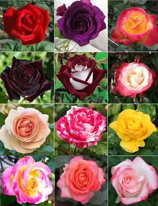 200PCS Dark Rose Mixed Color Rose Seeds Rare Garden Flower Seeds Heirloom outdoor garden planting