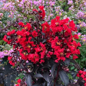 Center Stage® Red Crape Myrtle