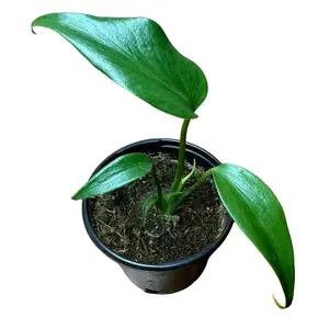 Monstera Burle Marx Flame