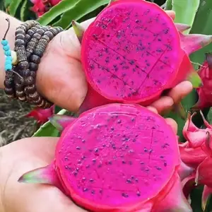 100 Dragon Fruit Seeds - Red Flesh Pitaya Exotic Tropical Fruit Vines for Warm Climates & Greenhouse Growing - Nutritious & Delicious - Fast-Growing Cactus for Trellises - Zones 9-11 Outdoor Best