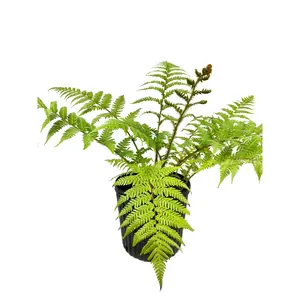 Australian Tree Fern - Live Plant in a 10 Inch Growers Pot - Sphaeropteris Cooperi - Tropical Fern for The Home and Garden