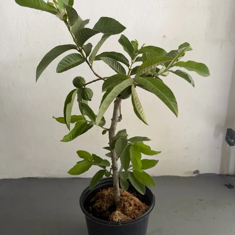 Thai White Guava Tree (live plant  Flavor-Rich) - 2-3 Ft Tall, 3 Gal Pot - Not Shippable to CA, TX, MS, LA, AZ, Puerto Rico or Any Island