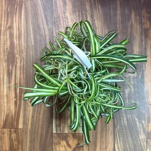 Curly Bonnie Spider Plant 6 inch Pot Air-Purifying Pet-Safe Indoor Plant with Arch-Shaped Curled Green Leaves for Shelf or Hanging
