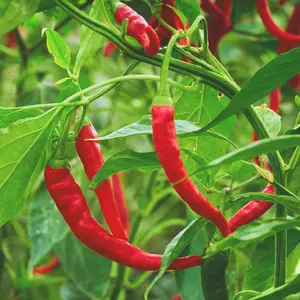 Heirloom Cayenne Pepper Seeds - Organic and Regenerative Gardening Seeds