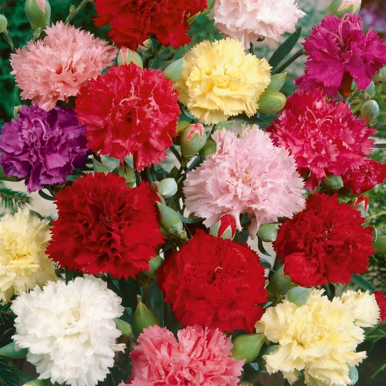 1000 Pcs Carnation Seeds  Mix Perennial Flowers for  outdoor planting