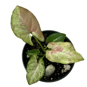Syngonium Milk Confetti