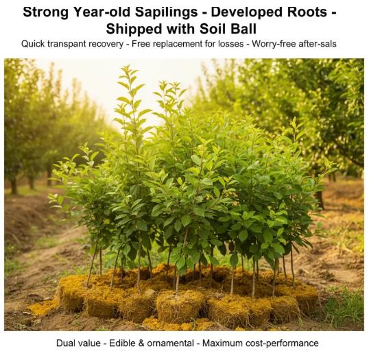 Live Exclusive Heirloom Non-GMO Grafted Plum Tree Sapling – Live Perennial Fruit Tree for Outdoor Garden & Backyard Planting