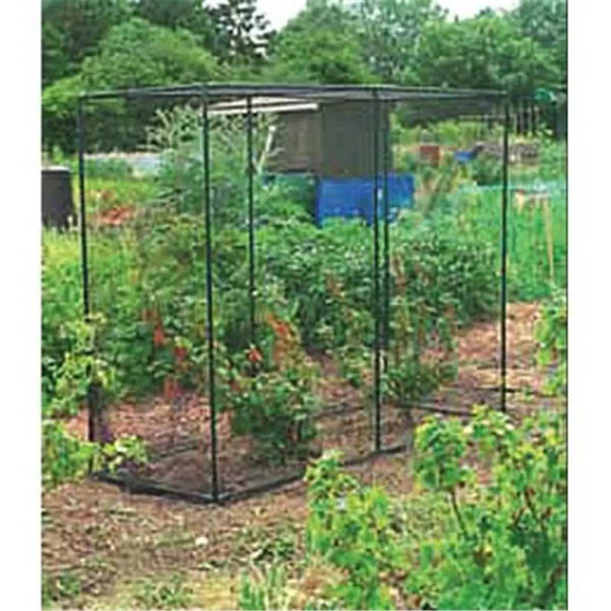 212 MAIN Large 9'10"x6'6"x6'6" High Walk-In Outdoor Garden Fruit Cage, Painted Tubular Steel Frame, Push-Fit Joints, Tough Woven Black Mesh, Walk-In Door for Crop Protection (Home Improvement & Garden Supplies), Large 9'10" X 6'6" X 6'6" High Walk-In