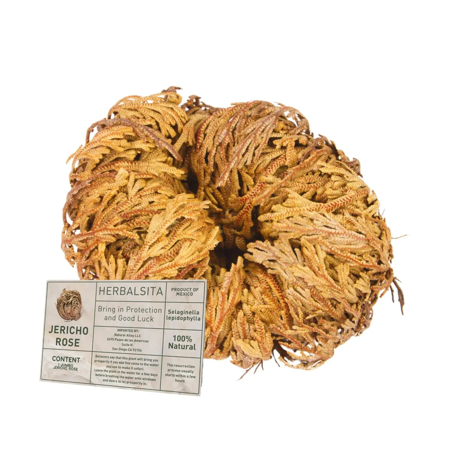 BOGO SALE - Buy 1 and get 1 Free - Jumbo Jericho Flower 1 Piece (2.5"–3.5") – Premium Rosa de Jericó | Resurrection Plant for Unique Home Décor