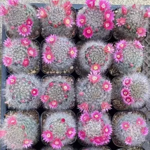 "White Bird" cactus living plant, fresh delivery, suitable for cactus beginners, drought-resistant, easy to live and good maintenance, bare root delivery