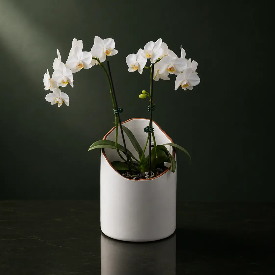 White Moth Orchid