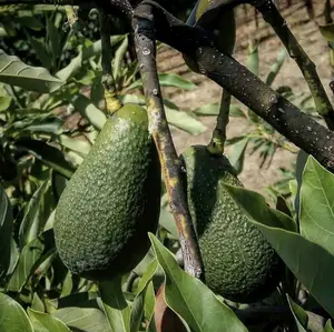 WURTZ AVOCADO TREE 2-3FT 3GALLON