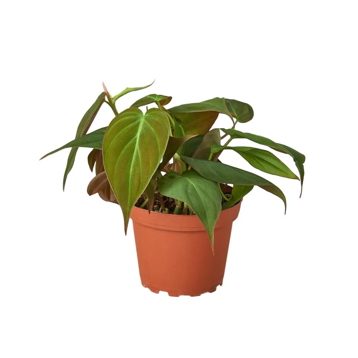 212 MAIN Velvet Philodendron Live House Plants, 4-Pack, 4 in. Pots, Heart-Leaf, Velvet-Textured Leaves, Indoor Garden Home Improvement Supplies, Central America