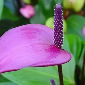 1 Purple Anthurium Plant Live Plant, Anthurium Plant Pot, 4 Inc Potted, House Plant Live, Flowering Anthurium Plant, 8 to 10 Inc Tall Seedling
