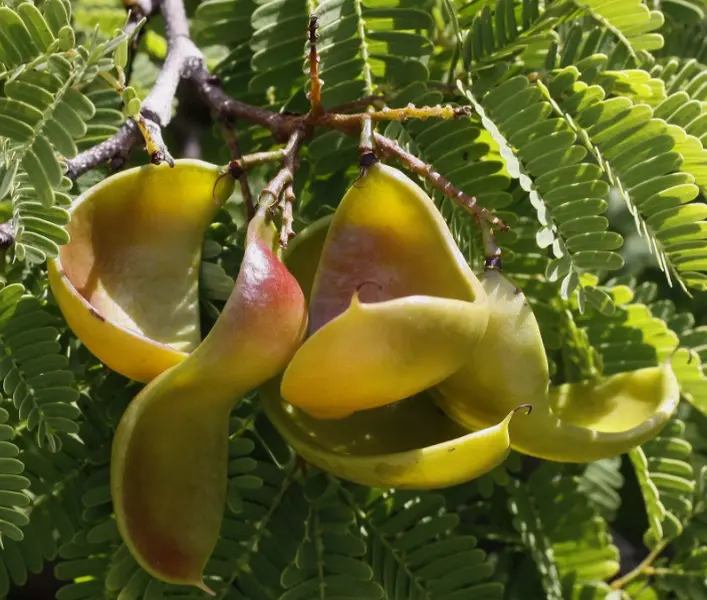 Caesalpinia coriaria | American Sumac | Divi-divi | Cascalote |10_Seeds