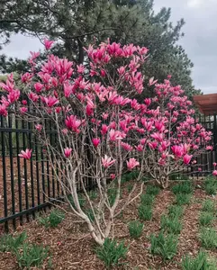 Ann Magnolia Tree Pink Magnolia Shrub 2.5" pot 6-12"Tall