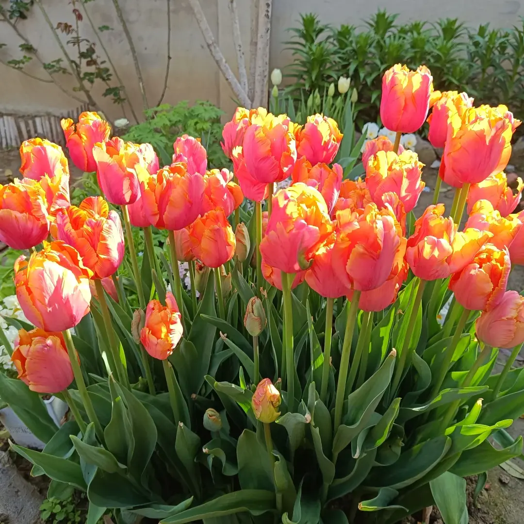 Ruffled Parrot Tulip Flower Bulbs - Easy-to-Grow Hardy Perennial, Spring-Blooming Plant for Pots & Outdoor Spaces
