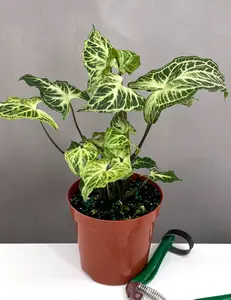 Syngonium Batik