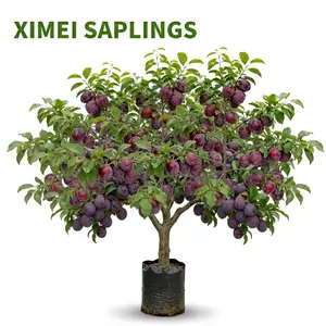 Ximei Plum Live Rooted Sapling, Fast-Fruiting Sweet Purple Fruit Tree, Cold-Hardy to -4°F, Drought-Tolerant High-Yield Deciduous Plant for Outdoor Garden Home Orchard, With Soil Ball, Fruit Trees