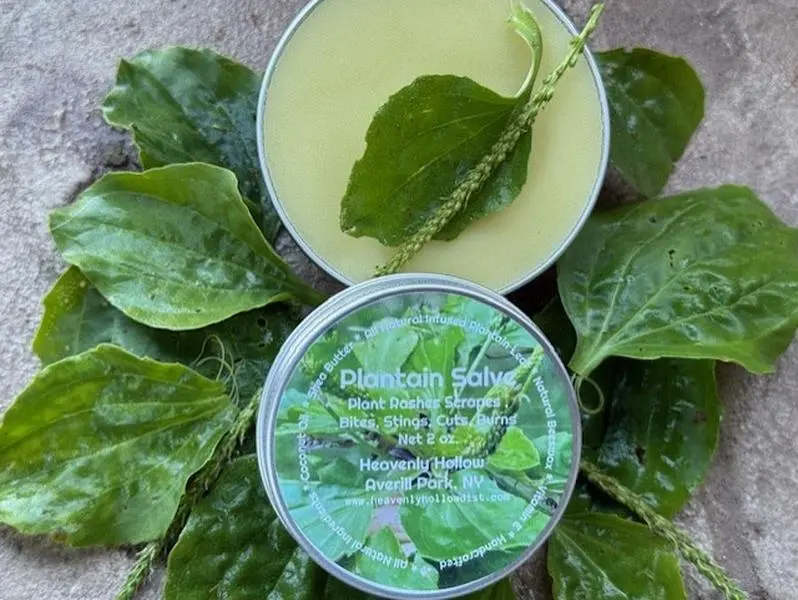 Plantain Salve USA Grown Hand Picked Plantago Broadleaf Herbal Salve Skin Ointment