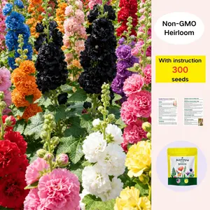[Promise: Germinate or Refund]300pcs Double Hollyhock Seeds 'Radiant Rose’ - Mixed Colors, Non-GMO Heirloom, Hardy Biennial for Vibrant & Tall Blooms Plant Garden Outdoor Flower Pot Decorative Tulip,Add vibrant summer blooms to your backyard
