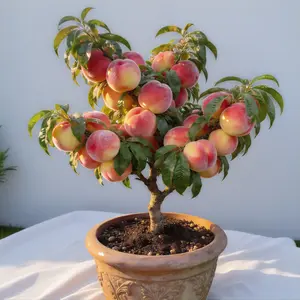 Sweet Peach Tree Starter  Live Fruit Plant Easy Grow Indoor Outdoor Home Garden Patio Backyard