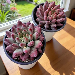 Echeveria ‘Cherry’ Live Bright Red Succulent – Single Head Bare Root Plant | Easy-Care Beginner Friendly Christmas Gift & Festive Home Decor”
