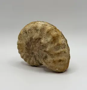 Texas Ammonite Mortoniceras