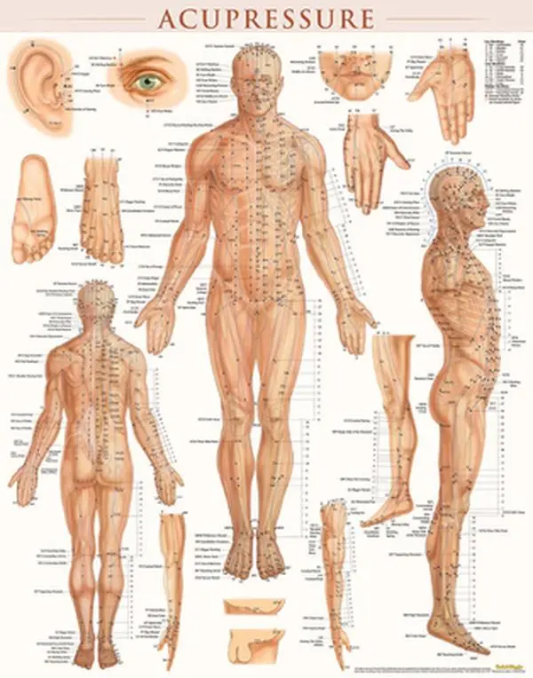 Transparent Laminated Acupressure Wallchart (22x28 in) - Graphic Teaching Poster by Vincent Perez, with Beautifully Layered Illustrations & Deeper Muscular Structure, Medical Science Reference for Acupressure Practitioners