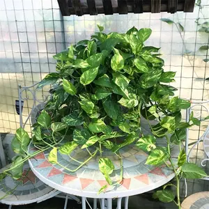 LZ02 Golden Pothos Long Variegated Live Plant 6 Inch Pot | Trailing Indoor Foliage Plant for Home & Office