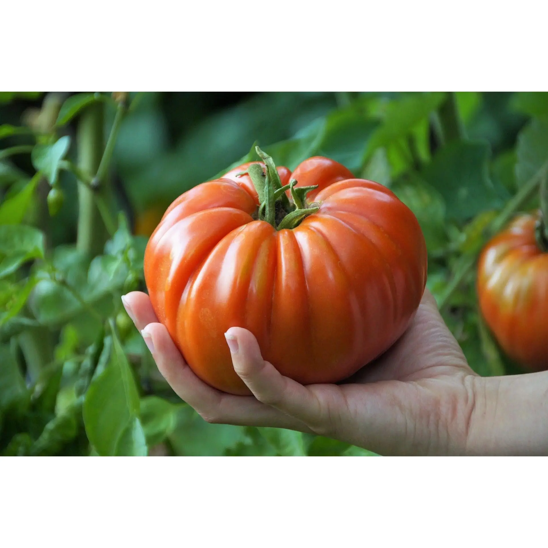 Beefsteak Heirloom Tomato Live Vine Potted Plant - Open-Pollinated, Large Fruits, Full Sun Plants, Vigorous, Organic, Balanced Sweetness, Smooth Texture for Home Garden Supplies, Grow Your Own Food, Potted Plants, Live Vine Plant
