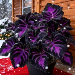 Hosta Seeds 800 Perennial with Deep Foliage for Bold Garden Shade Maintenance Easy Care Ideal for Borders Under-Tree Areas and Shaded Pathways