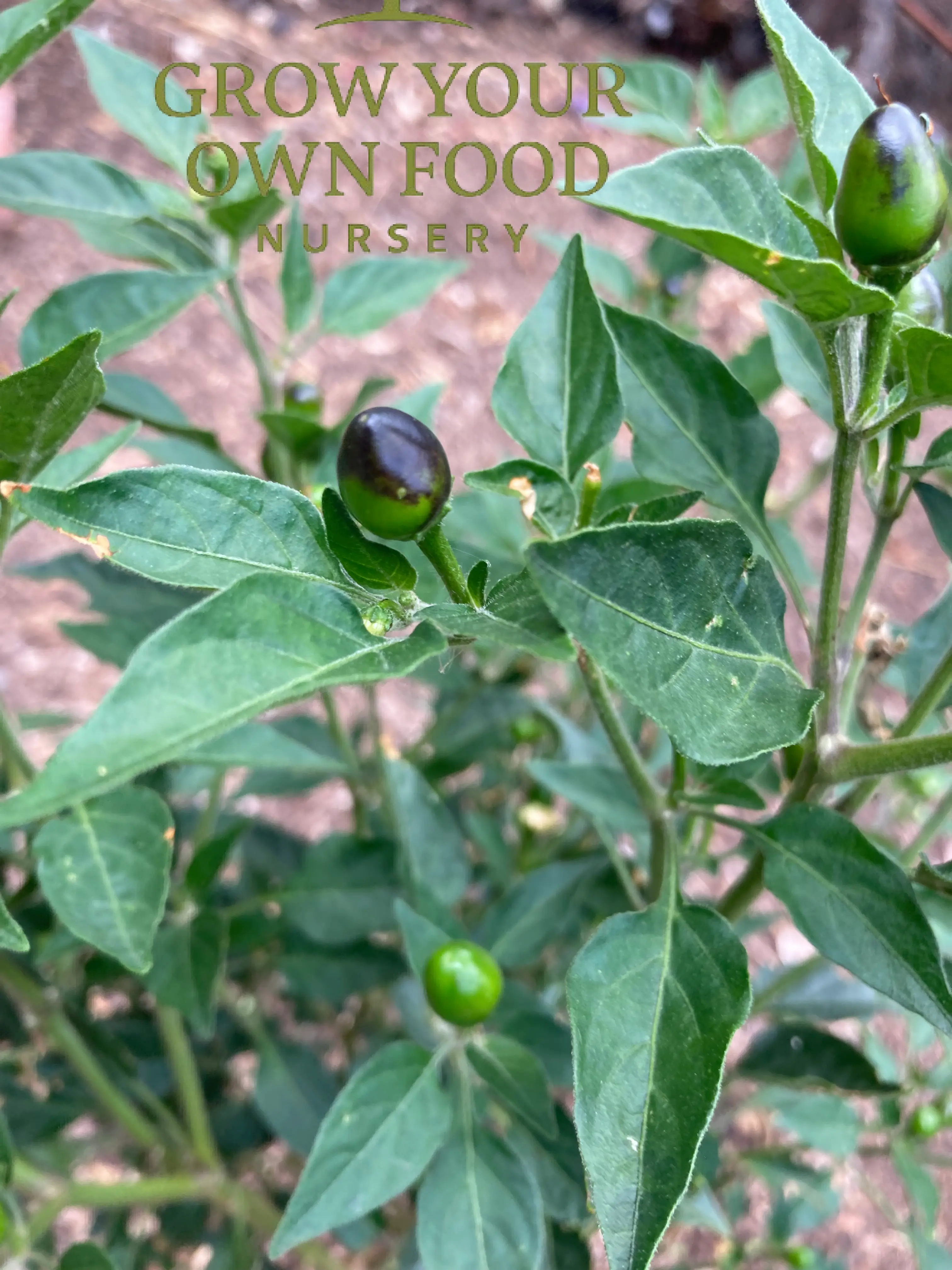 Rare Non-GMO Chiltepin (Chile Tepin) Capsicum Annuum Bolita Pepper Live Bearing Starter Plant - Perennial Gardening Non-GMO Seeds, Organic Varieties, Full Sun, Organic Growing Tips, Rich Flavor, Perennial Variety