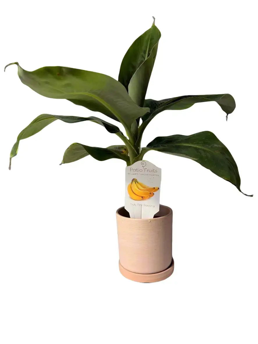 Dwarf Truly Tiny Musa Banana Tree - Organically Grown Tropical Houseplant, Decorative Fruit Plant for Home Garden, High-Humidity Annual Easy-Care Small Potted Edible Option, Decorative Fruit Plants
