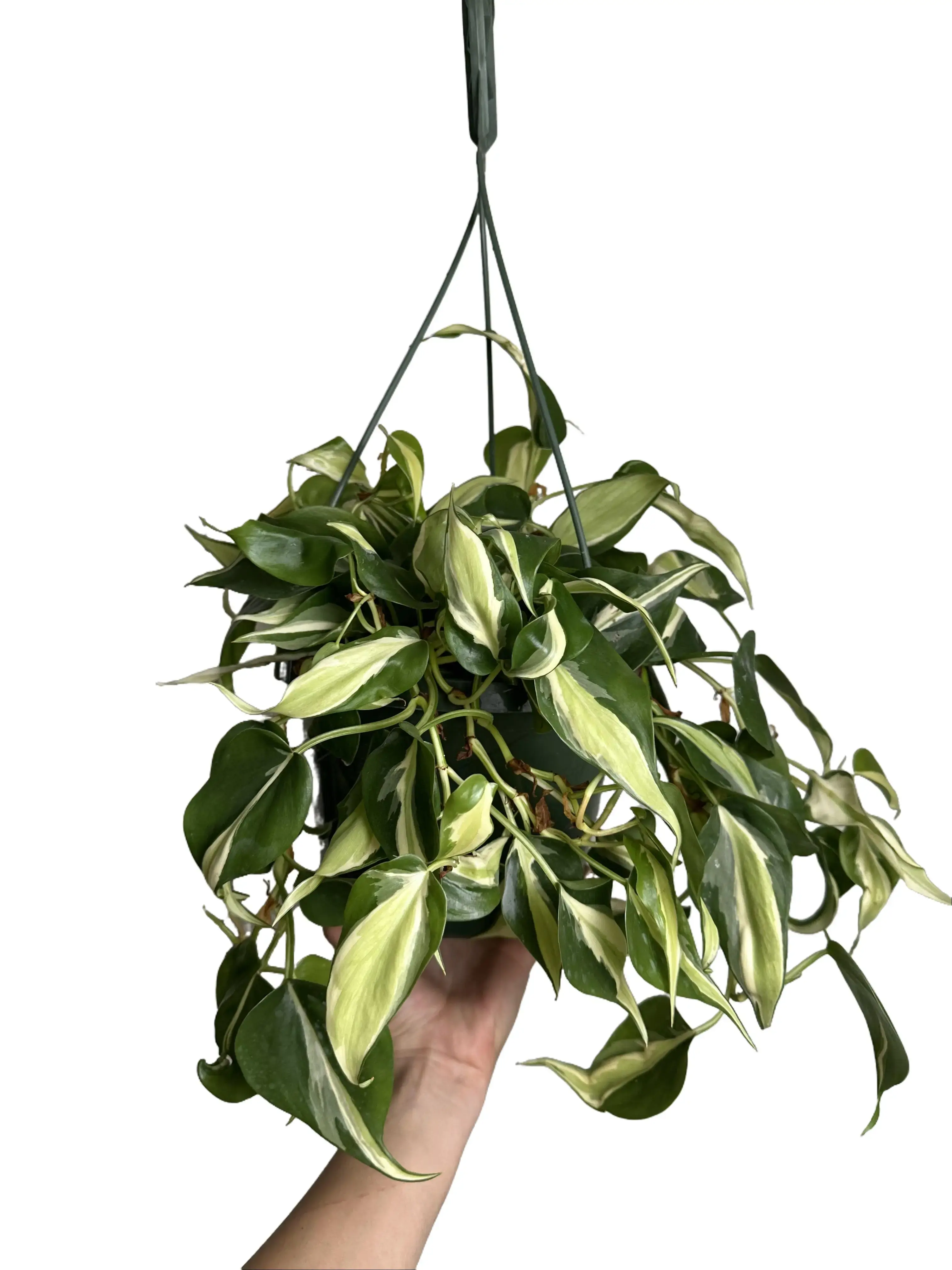 Philodendron Silver Stripe Hanging Basket Live Plant 8in - Heart-leaf Philodendron Houseplant - Philodendron hederaceum