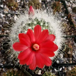 Mammillaria senilis