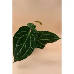 Anthurium Crystallinum | 4 Inch Pot | House Plant | Live Plant