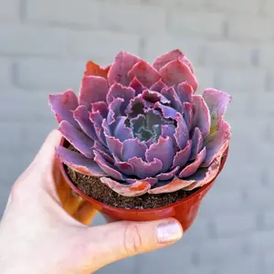 Live Echeveria Neon Breaker Plant - Variegated Echeveria Neon Breaker Plant - 4 Inch Pot
