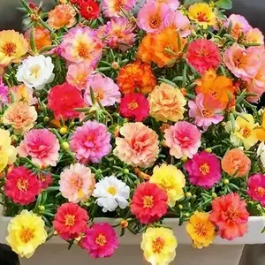 Moss Rose Portulaca Seed for Planting – Double Petal Blooms in Mixed Colors, Open Pollinated Butterfly Friendly Portulaca Groundcover