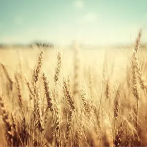 5 Lbs Wheat Cover Crop Seeds - Non-GMO Rye - Deer & Turkey Food Plot Seed - Winter Hardy Cover Crop