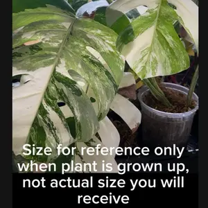 Monstera Deliciosa Albo Variegata Tissue Culture (TC) Plantlet – Rare Variegated Monstera Starter