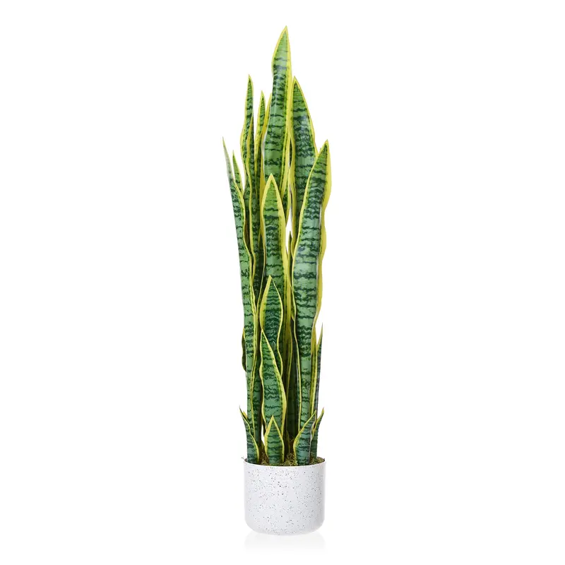 big snake plant - TikTok Shop