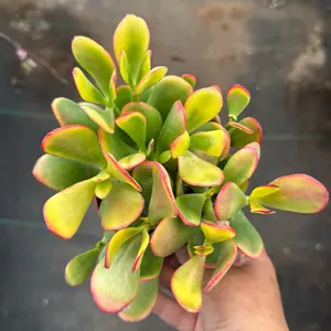 Sunset Jade Yellow plant 4 in pot