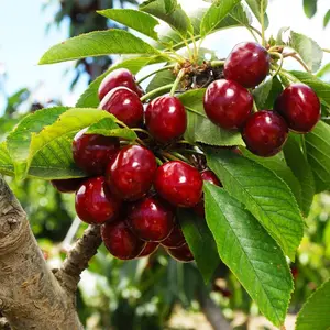 Heirloom Non-GMO Cherry Tree Seedling, Dwarf Compact, Sweet Fruit, for Containers & Home Gardens
