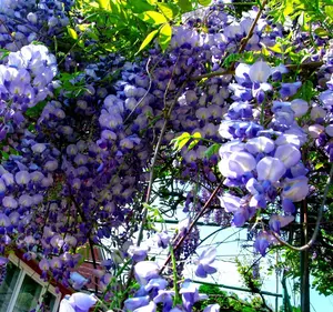 Generic 100pcs Wisteria Tree Seeds Mixed