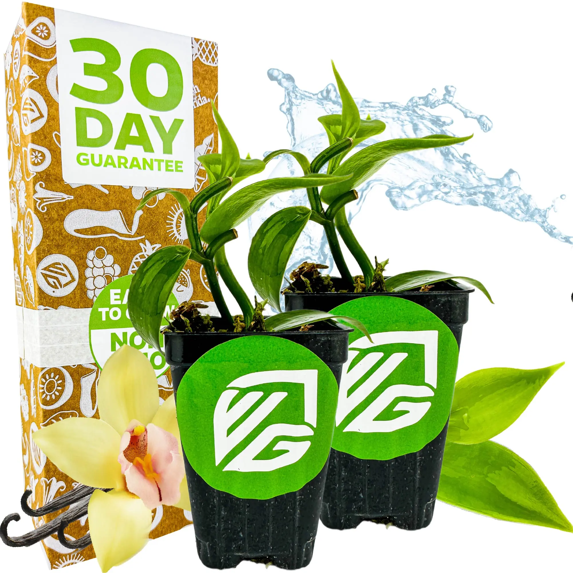 (2-Pack) Vanilla Bean Orchid Live Plant - Vanilla planifolia by Wellspring Gardens - Fragrant Vanilla Beans, Versatile Vine, Tropical Elegance, Aromatic Treasure - Vanilla Bean Starter Plant